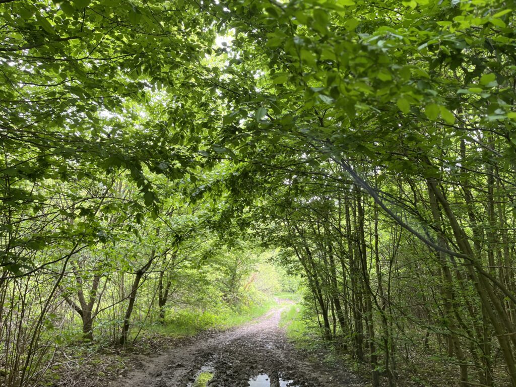 Chemin forestier